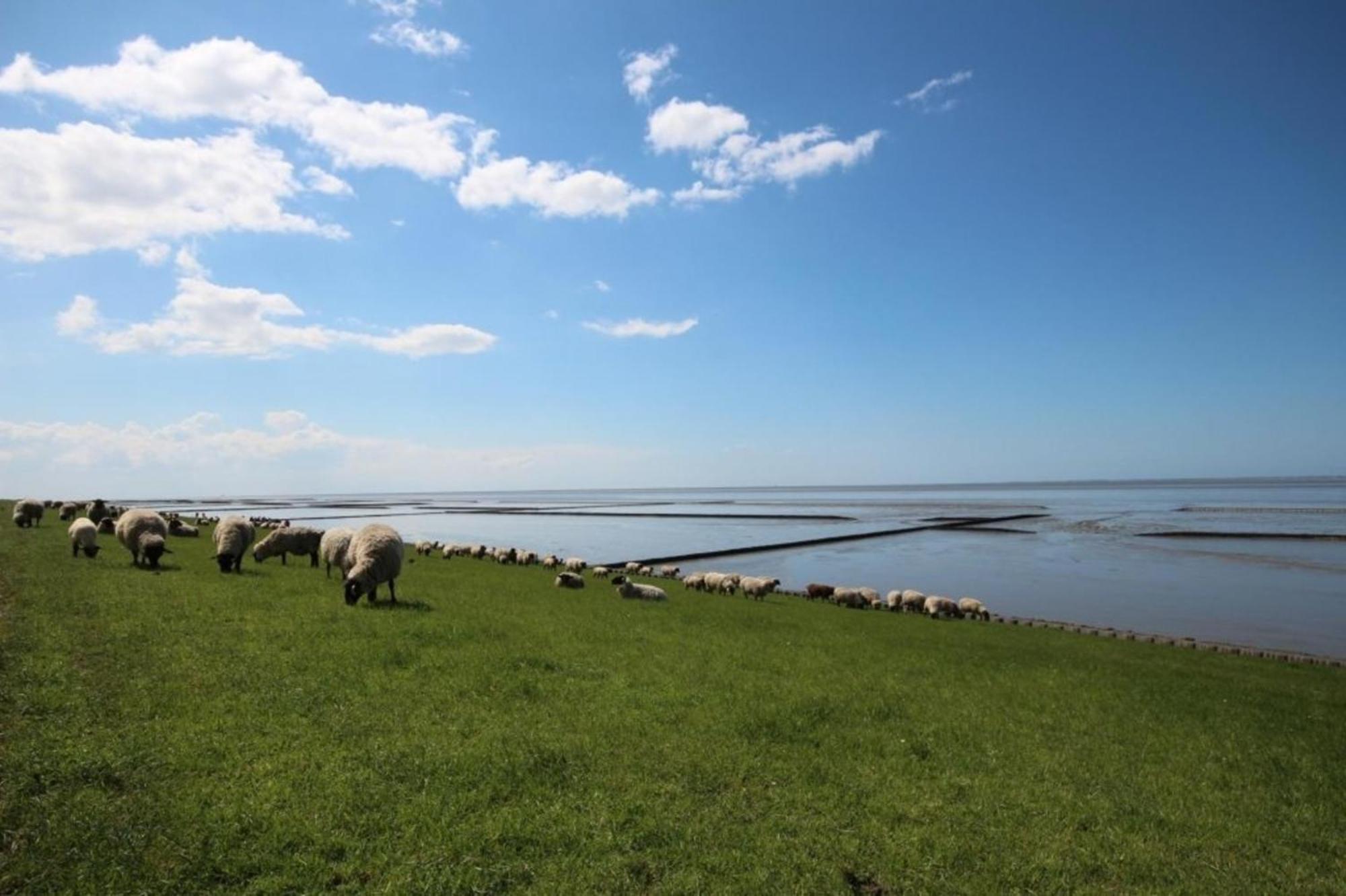 Kleine Nordseewelle Ohne Hund Norden Extérieur photo